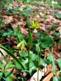 Gagea lutea